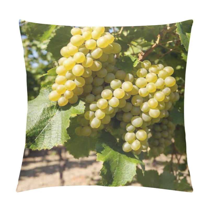 Personality  Bunch Of Yellow Grapes On Shrub, Photorealistic, Product Photo Pillow Covers