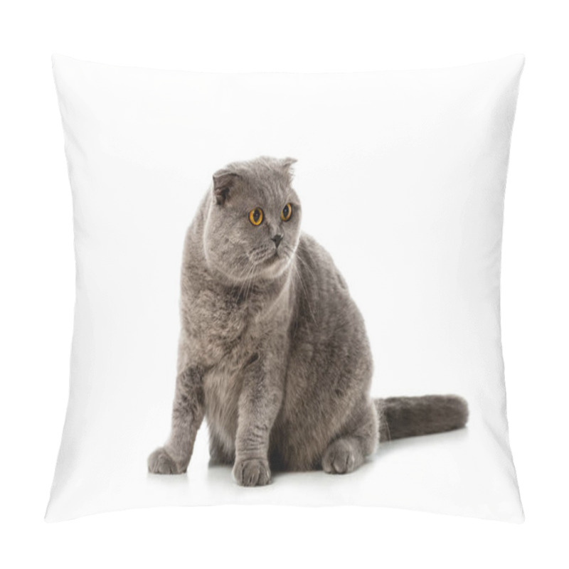 Personality  Studio Shot Of Grey British Shorthair Cat Looking Away Isolated On White Background  Pillow Covers