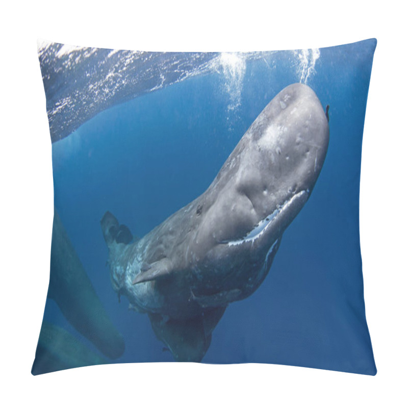 Personality  Sperm Whale Is Playing Under Surface. Playful Whale In Indian Ocean. Extraordinary Marine Life. Pillow Covers