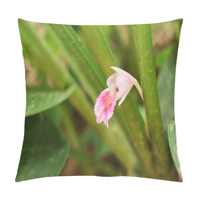 Personality  Fingerroot ( Boesenbergia Rotunda ) Blossom With Natural Green Background, Red And Pink Color Flower Petals Of Medicinal Plant  Pillow Covers