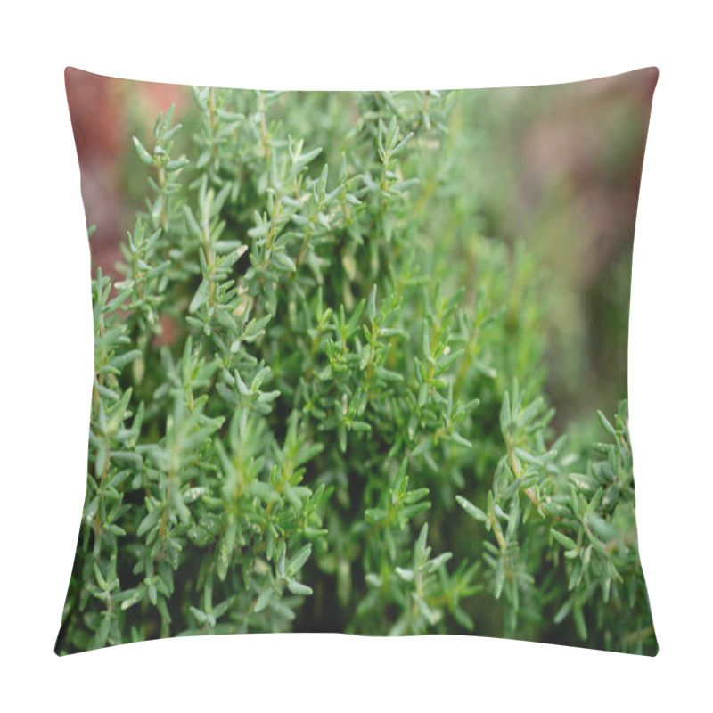 Personality  Dried And Fresh Thymus Vulgaris Delicious Kitchen Herbs Pillow Covers