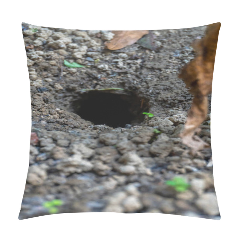 Personality  Witness The Destructive Impact Of Rats And Other Rodents As They Create Holes And Burrows In The Farmlands Of Uttarakhand, Causing Significant Production Losses. Pillow Covers