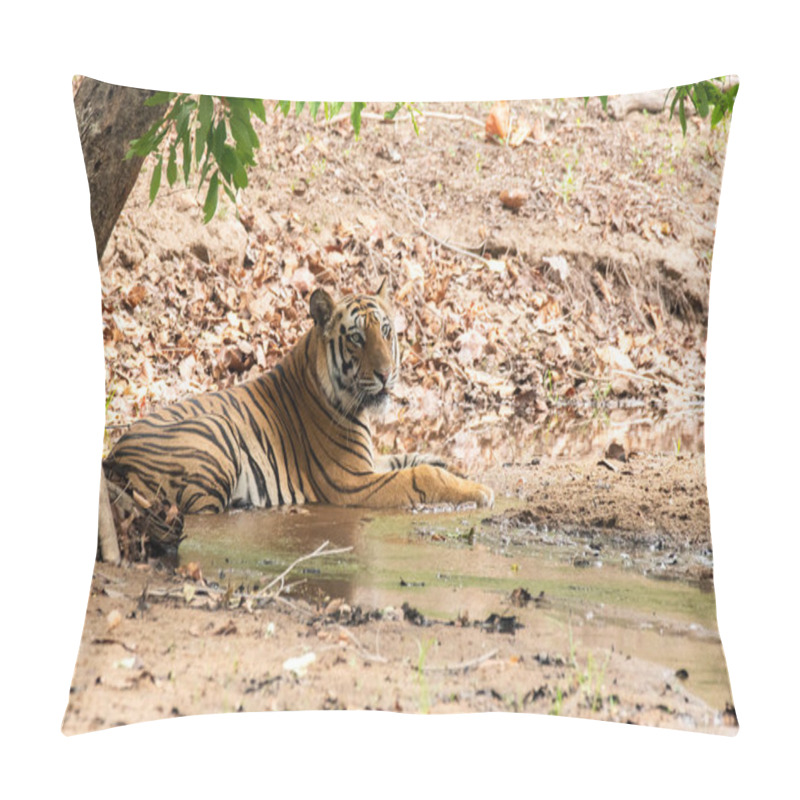 Personality  A Male Tiger Relaxing In Small Stream Of Water On A Hot Summer Day In The Deep Jungles Of Bandhavgarh Tiger Reserve During A Wildlife Safari Pillow Covers