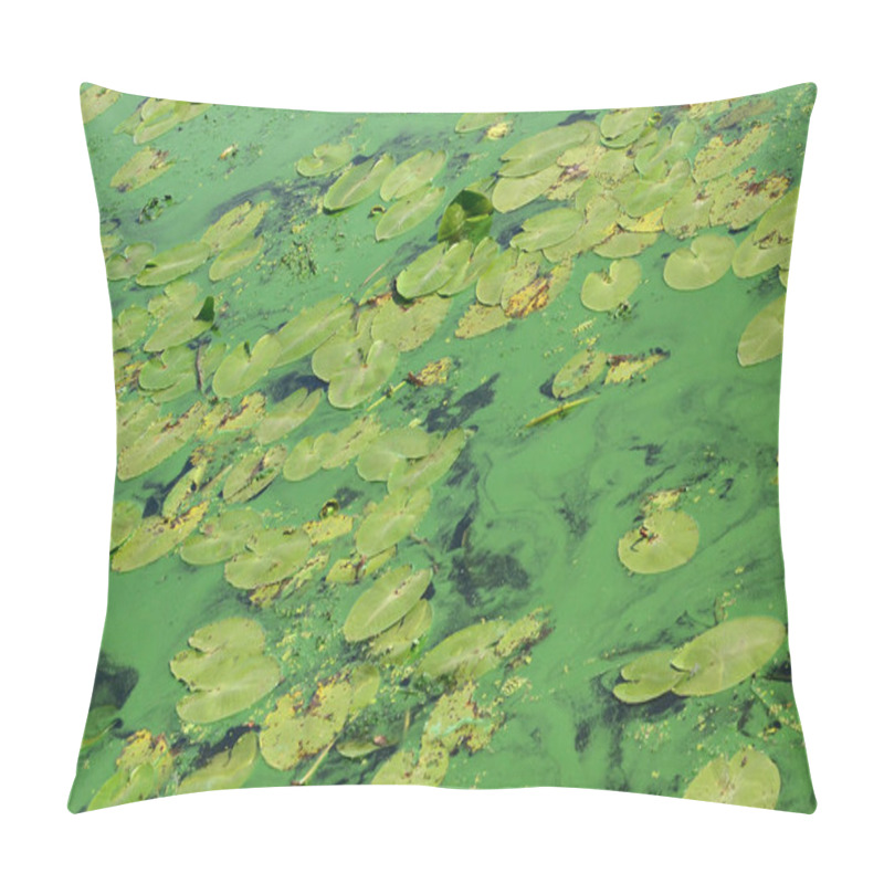 Personality  The Surface Of An Old Swamp Covered With Duckweed And Lily Leaves. Many Small Green Leaves Over Dark Water Background Pillow Covers