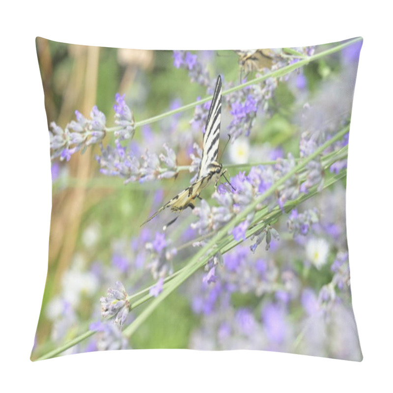 Personality  Close Up View Of Beautiful Butterflies Sitting On Blooming Flowers Pillow Covers