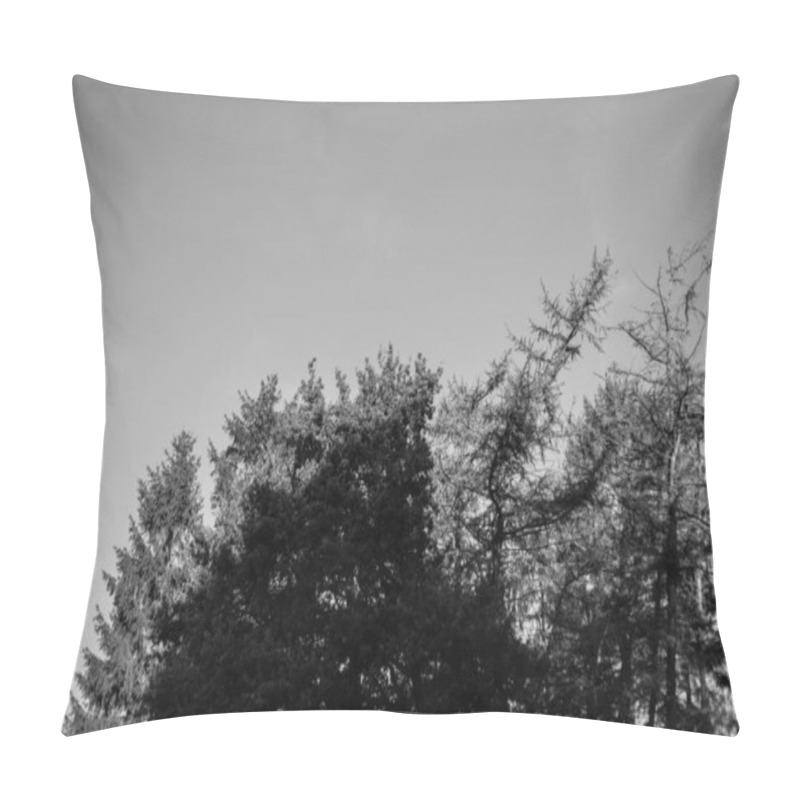 Personality  Black And White Shots Of A  Beautiful Old Forest In Germany Pillow Covers