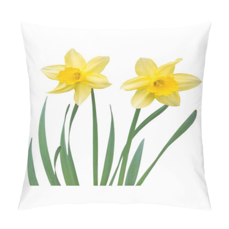 Personality  Yellow Daffodil Flowers Isolated On White Pillow Covers