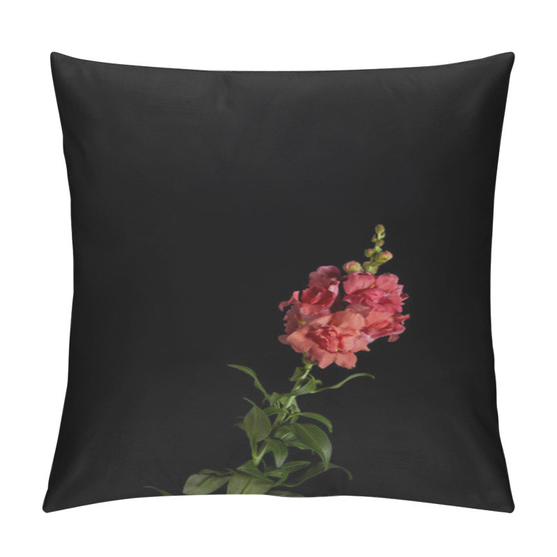 Personality  Beautiful Decorative Blooming Pink Gladiolus With Buds Isolated On Black Pillow Covers