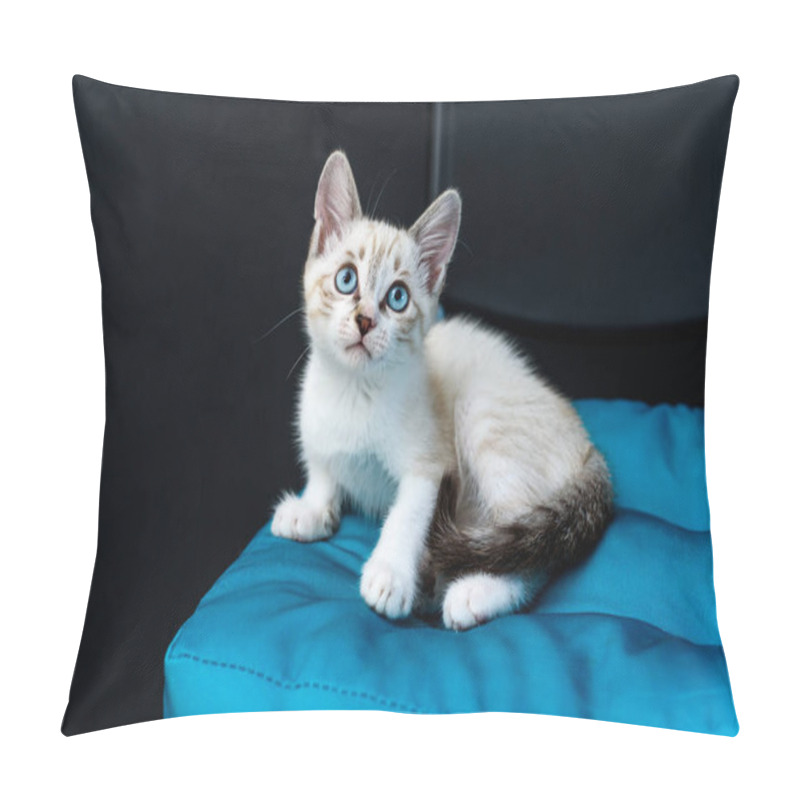 Personality  Cute Tabby Kitten With Blue Eyes On The Black Background Looking At Camera Pillow Covers