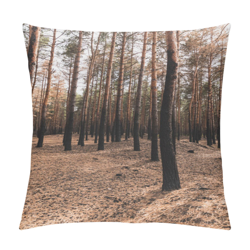 Personality  Ground And Tall Trees In Summer Forest  Pillow Covers