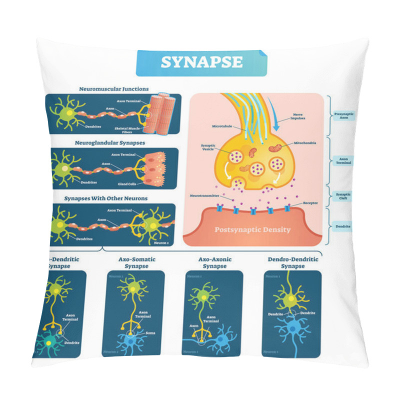 Personality  Synapse Vector Illustration. Labeled Diagram With Neuromuscular Example. Pillow Covers