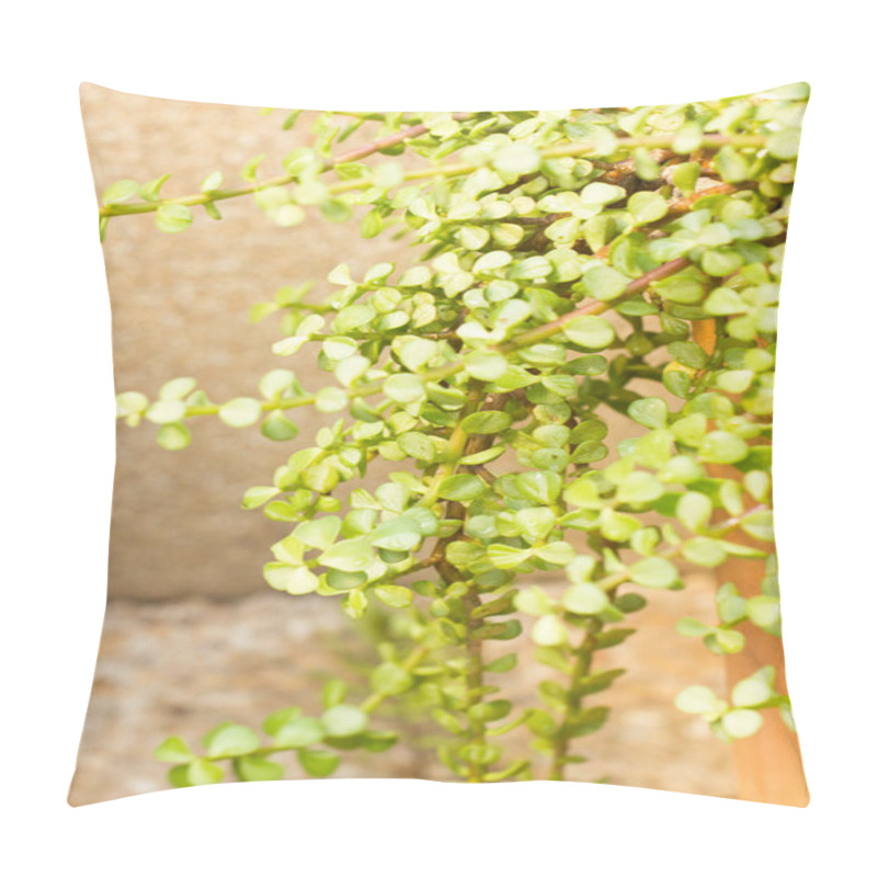 Personality  Portulacaria Afra - Elephant Bush. Pillow Covers