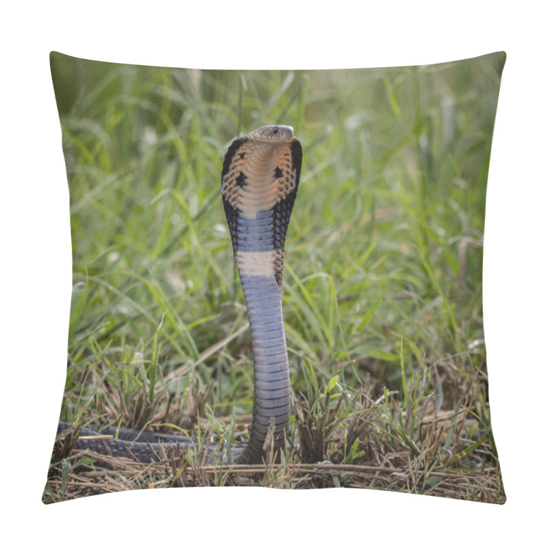 Personality  Monocled Cobra On The Ground Animal Portriat. Pillow Covers