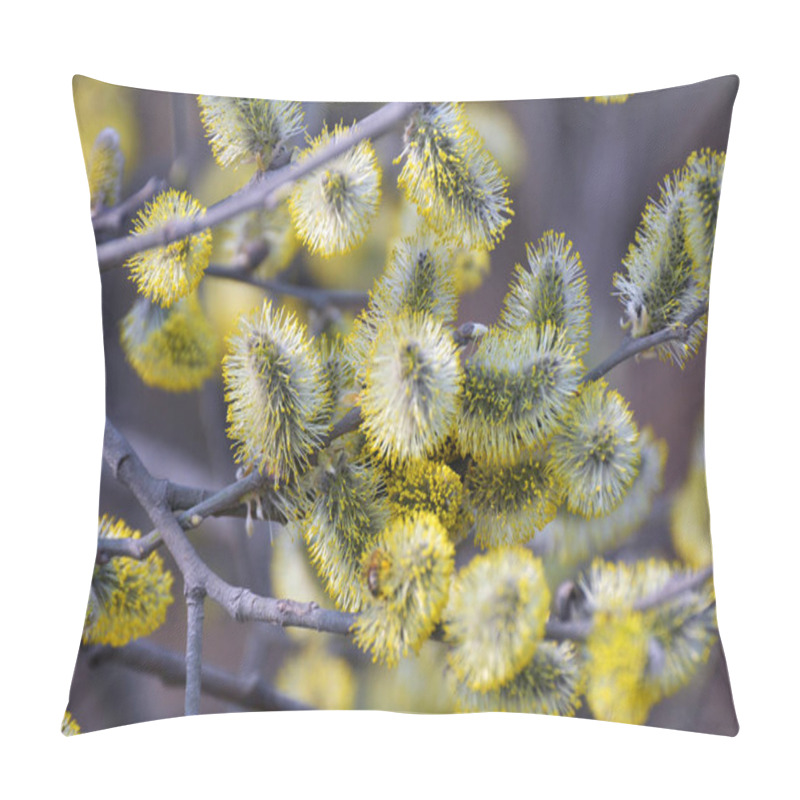 Personality  In Spring, The Willow (Salix Caprea) Branch Blooms In Nature Pillow Covers