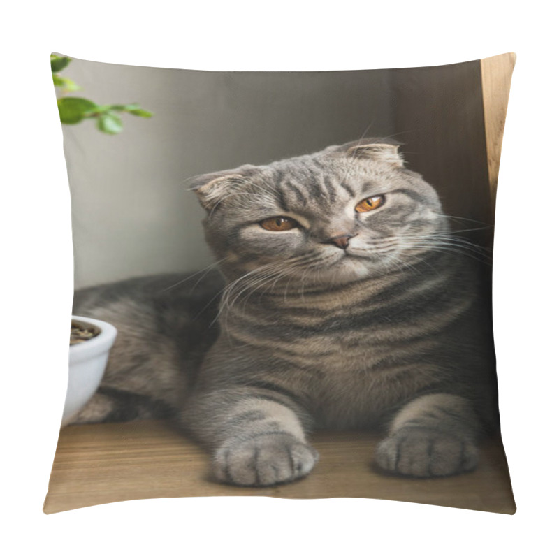 Personality  Scottish Straight Cat - Scottish Cat With Straight Ears Pillow Covers