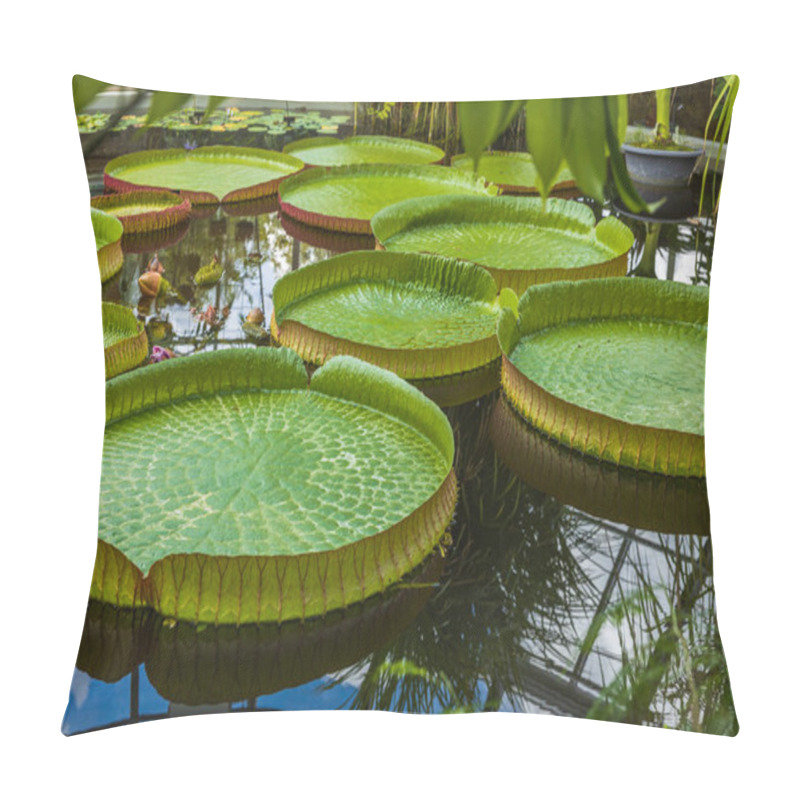 Personality  Beautiful View Of Victoria Cruziana Santa Cruz Water Lily Tropical Flower. Sweden. Pillow Covers