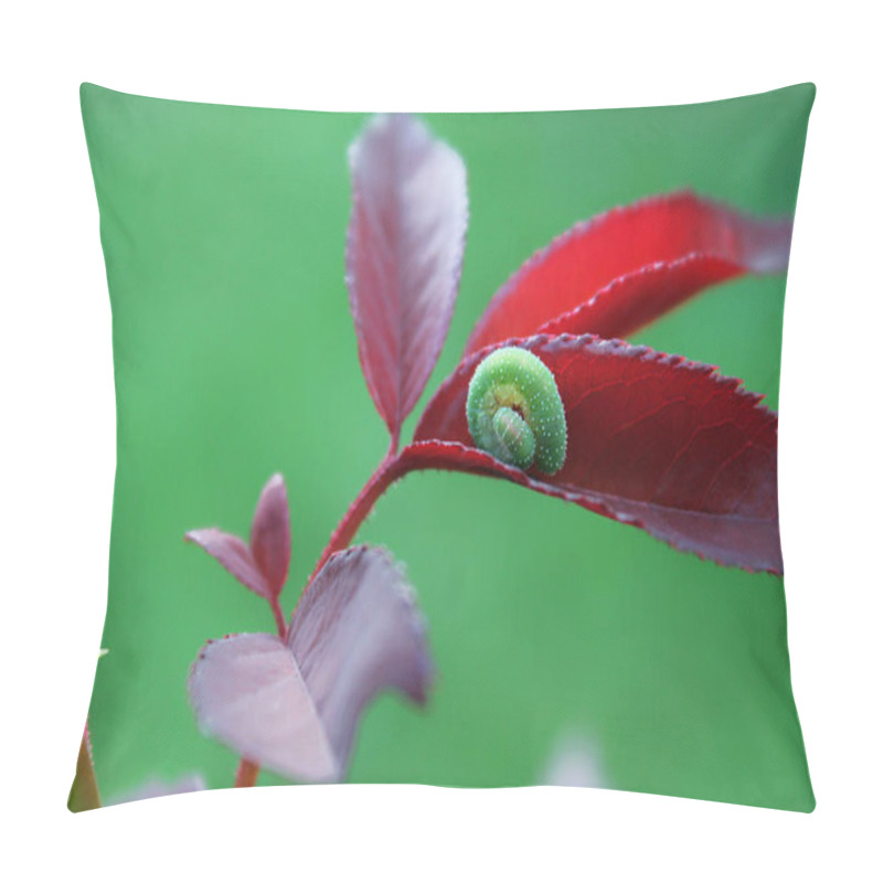 Personality  Green Caterpillar On A New Leaf In A Circle. Excellent Photo And Moment Pillow Covers