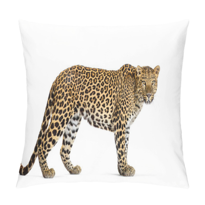 Personality  Portrait Of Leopard Standing A Looking At The Camera, Panthera Pardus, Against White Background Pillow Covers