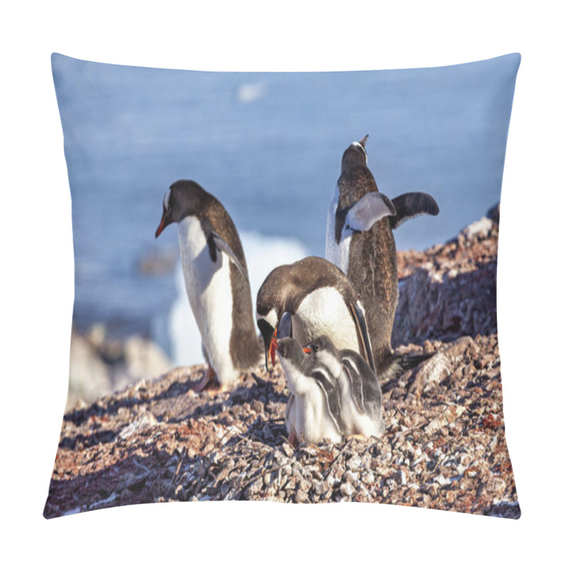 Personality  Gentoo Penguins In The Antarctic Area Pillow Covers