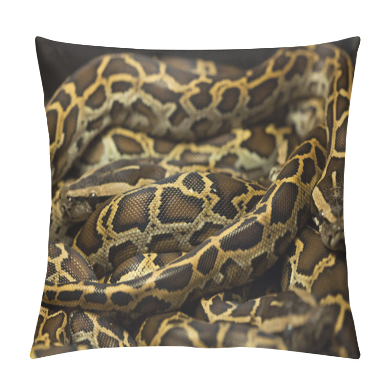 Personality  Burmese Pythons (Python Bivittatus) Pillow Covers