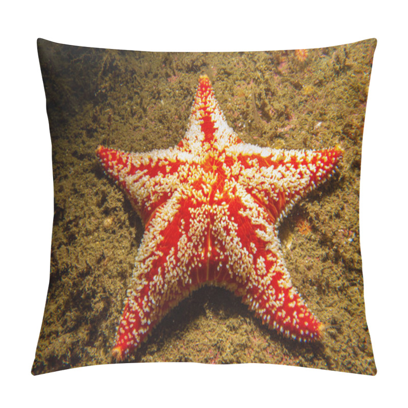 Personality  A Closeup Picture Of A Horse Star, Hippasteria Phrygiana Is A Species Of Sea Star, Aka Starfish, Belonging To The Family Goniasteridae. Picture From The Weather Islands, Sweden Pillow Covers