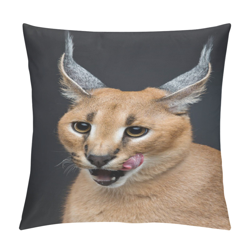 Personality  Beautiful Caracal Lynx Over Black Background Pillow Covers