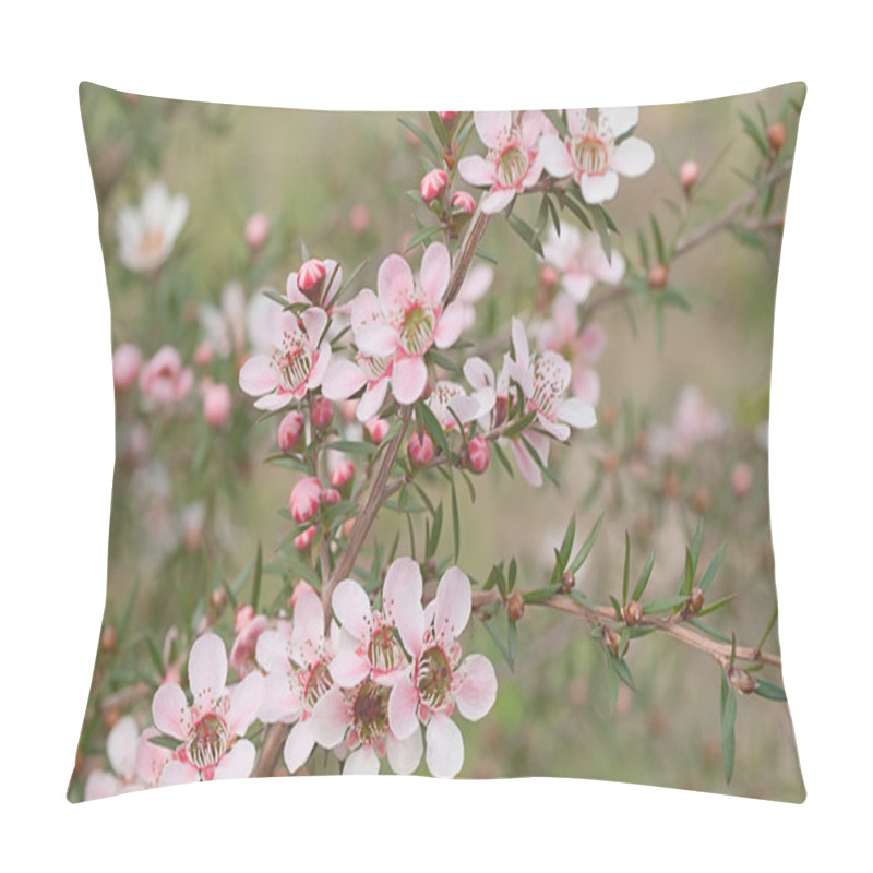 Personality  Beautiful Pink Flowers Of Leptospernum Australian Native Spring Wildflower Pillow Covers