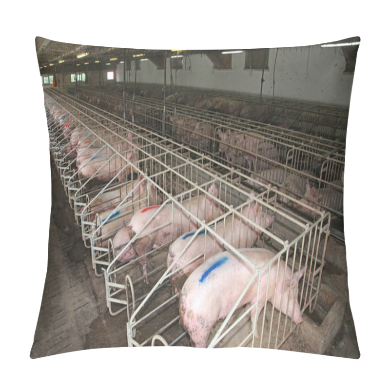 Personality  Pig Sows Lay In A Metal Cage At An Industrial Animal Farm Pillow Covers