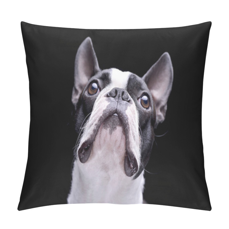 Personality  Portrait Of An Adorable Boston Terrier - Isolated On Black Background. Pillow Covers