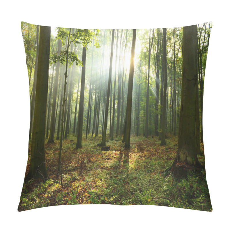 Personality  Beautiful Morning Sunbeams In Misty Forest Pillow Covers