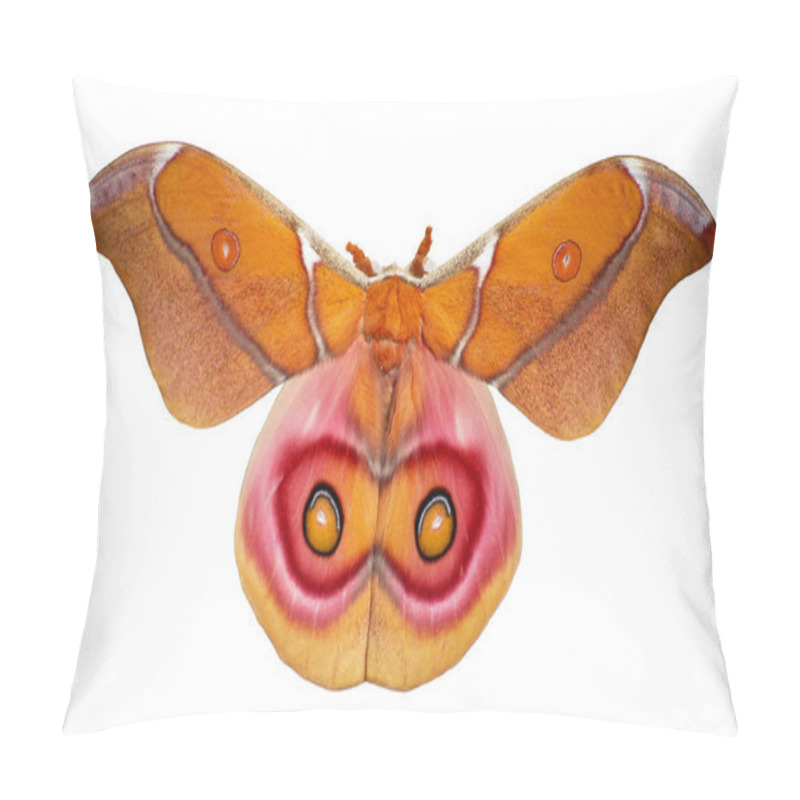 Personality  Suraka Silk Moth, Antherina Suraka, Is Isolated On White Background Pillow Covers