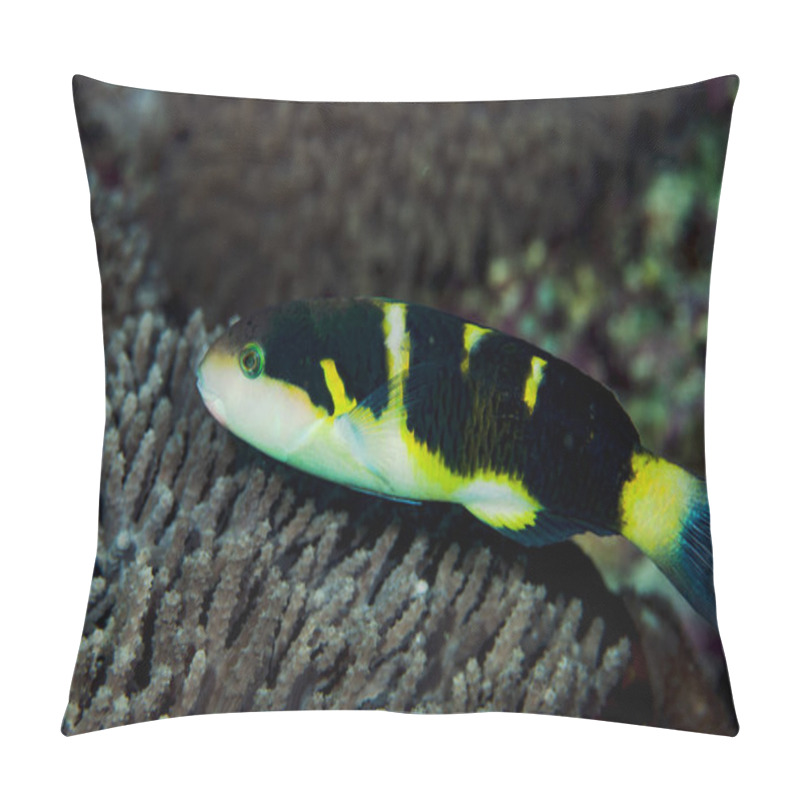 Personality  Jansen's Wrasse Thalassoma Jansenii Pillow Covers