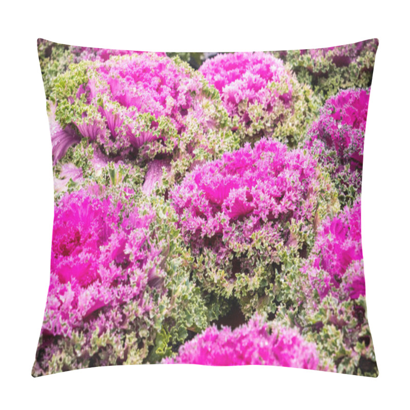 Personality  A Vibrant Cluster Of Ornamental Kale With Bright Pink Centers And Ruffled Green Leaves, Perfect For Decorative Gardening Or Landscaping. Pillow Covers