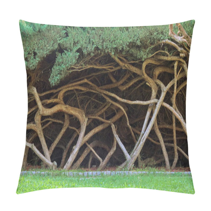 Personality  Intertwined Tree Trunks In The Forest. Pillow Covers