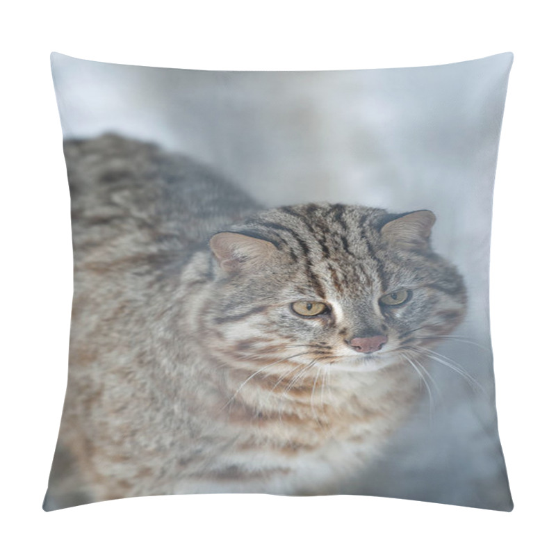 Personality  Leopard Bengal Cat. Prionailurus Felis Bengalensis Euptilura Pillow Covers