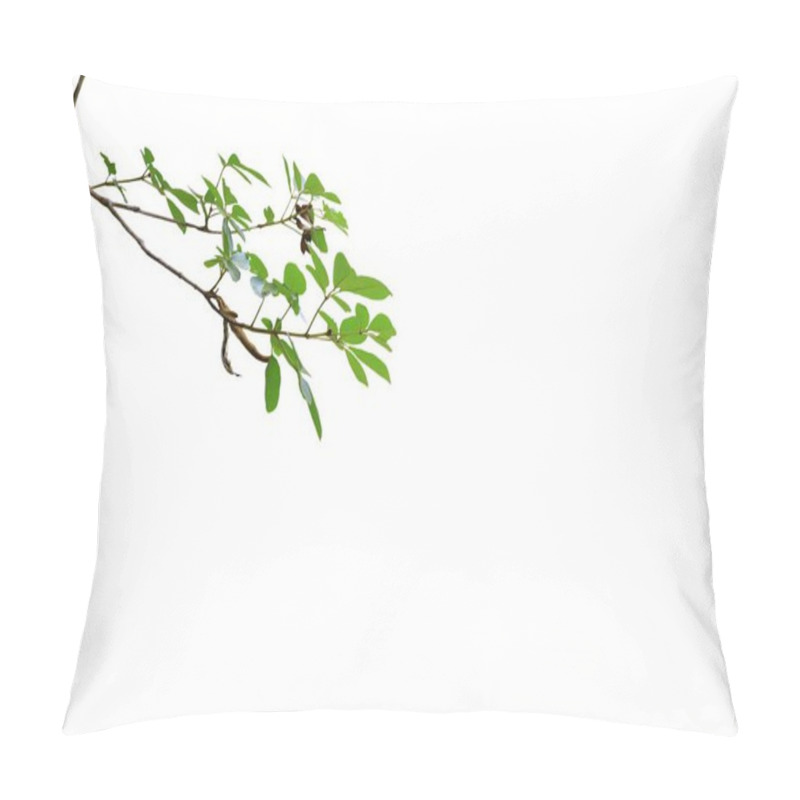 Personality  Isolated Picture Of Tree Branches Suitable For Illustration On A White Background. Pillow Covers