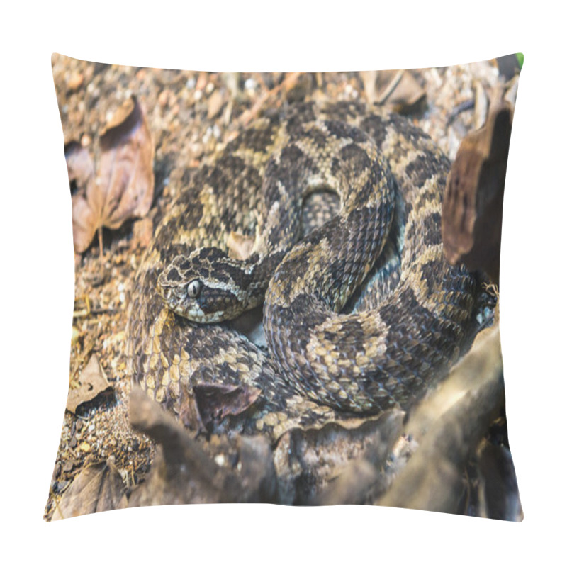 Personality  Caatinga Lancehead Snake (Bothrops Erythromelas) Slithering On The Bare Ground Pillow Covers