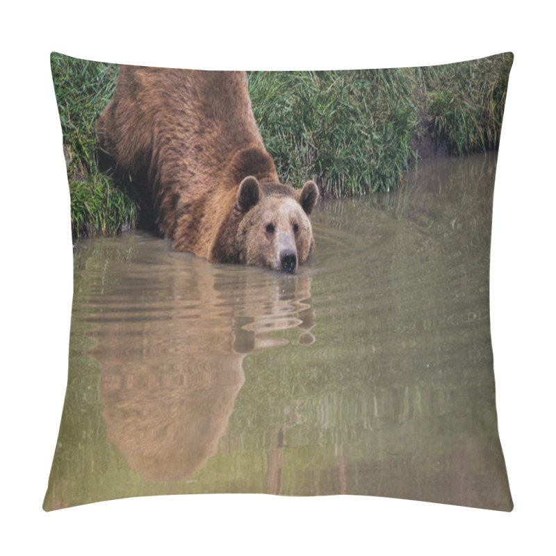 Personality  Brown Bear - Ursus Arctos Pillow Covers