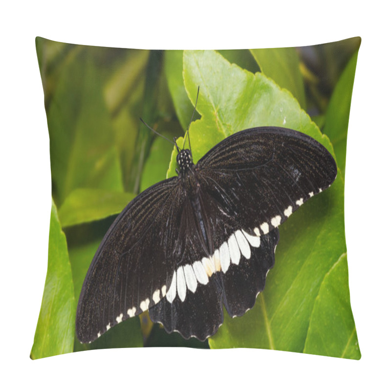 Personality  Common Mormon - Papilio Polytes, Beautiful Large Black Butterfly From Southeast Asian Meadows And Woodlands, Malaysia. Pillow Covers