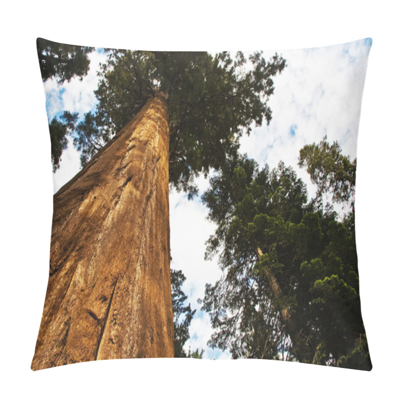 Personality  Sequoia National Park With Old Huge Sequoia Trees Like Redwoods Pillow Covers