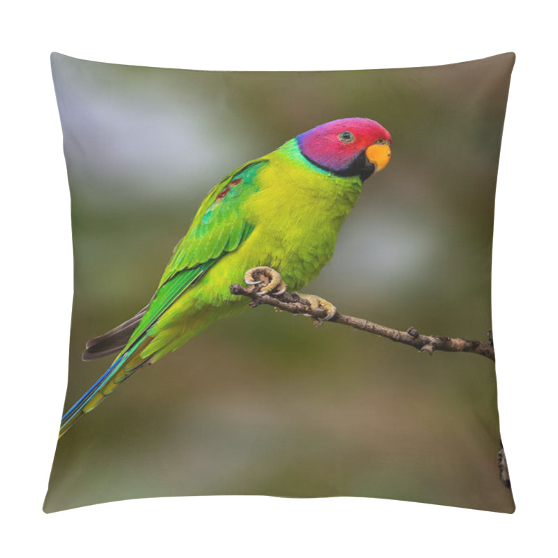 Personality  Closeup View Of Small Parrot  Pillow Covers