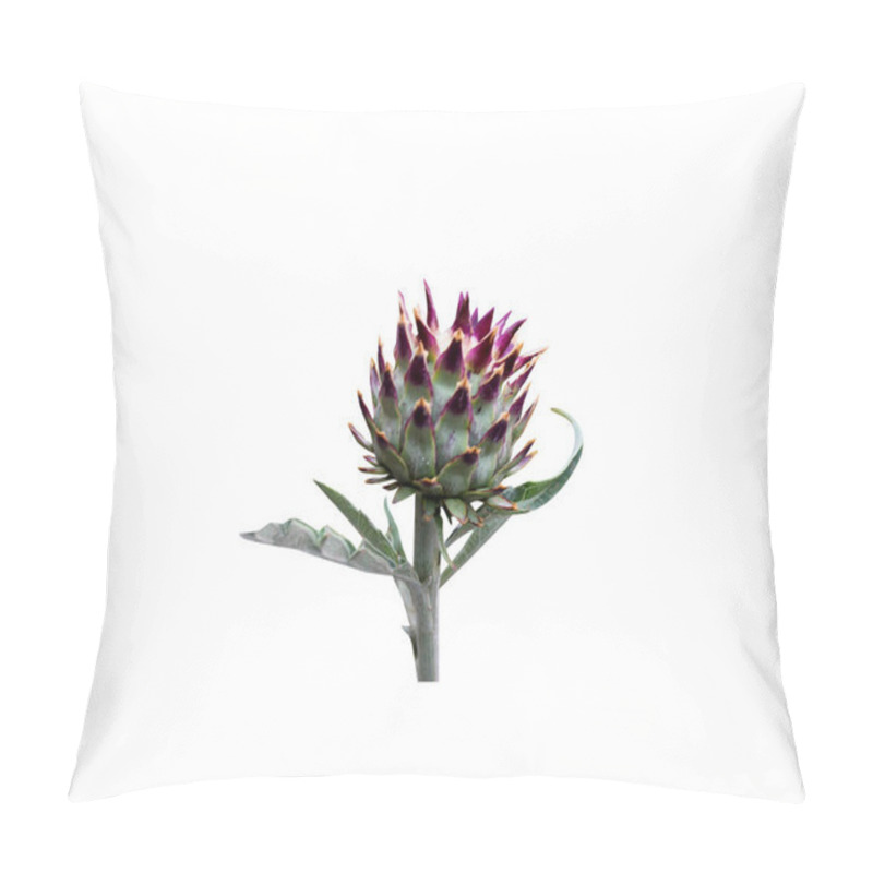 Personality  Globe Artichoke Or Cynara Cardunculus Fruits On Isolated White Background Pillow Covers