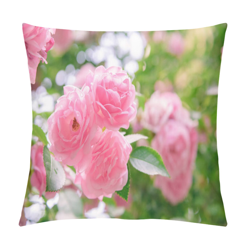 Personality  Closeup Of Rose Bush Flowers In Summer Garden Pillow Covers