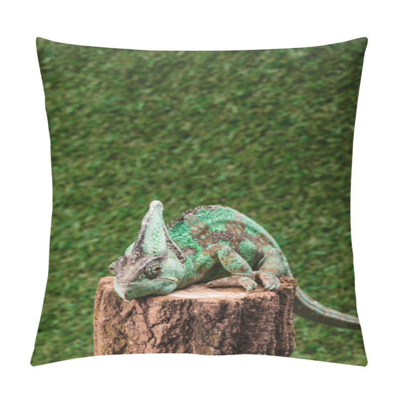 Personality  Beautiful Bright Green Chameleon Sitting On Stump With Green Grass As Background Pillow Covers