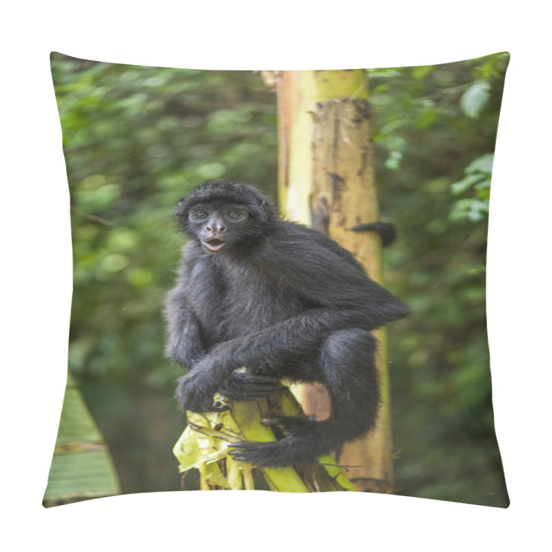 Personality  Spider Monkey In Its Natural Habitat In The Amazon Rainforest Pillow Covers