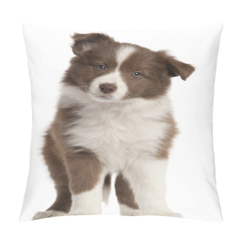 Personality  Border Collie Puppy, 8 Weeks Old, Sitting In Front Of White Background Pillow Covers