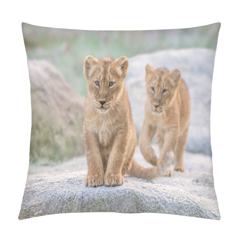 Personality  Lion Cubs (asiatic) On Blurred Background Pillow Covers