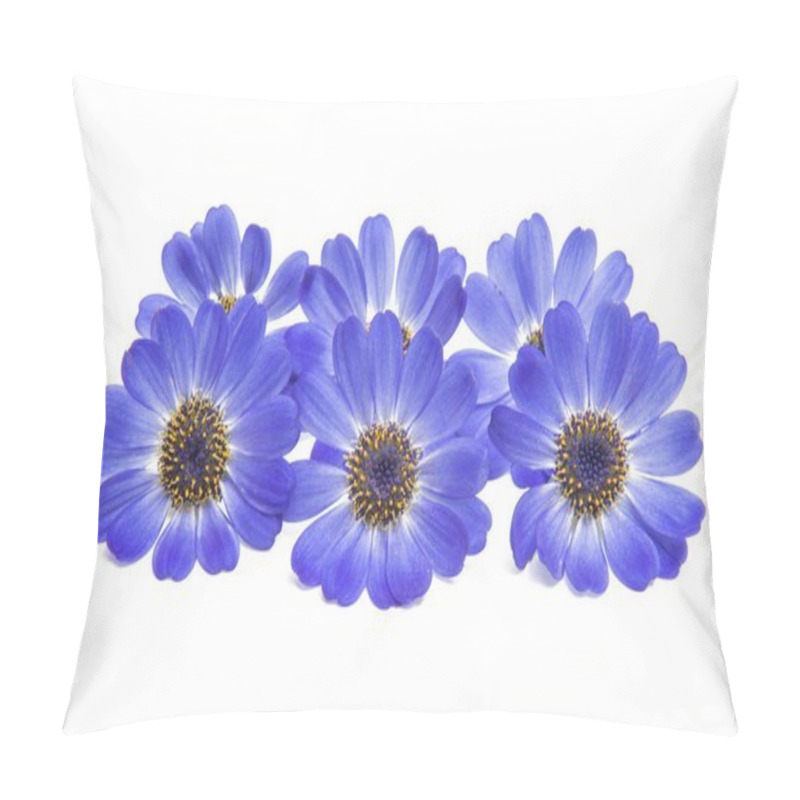 Personality  Blue Cineraria Isolated  Pillow Covers