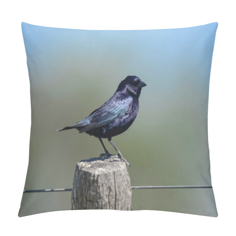 Personality  Shiny Cowbird,perched On A Fence Post, La Pampa, Argentina. Pillow Covers