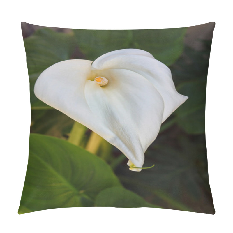 Personality  Calla Lilly Flower In The Garden Pillow Covers